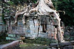 Tree Roots, Angkor Wat