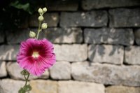 Hollyhock Flower on a Cotswold Stone Wall