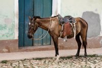 Horse on cobbles, Trinidad