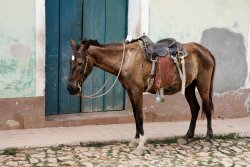 Horse on cobbles, Trinidad