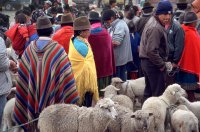 Saquisili livestock market