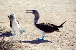 Blue footed boobies, Seymour