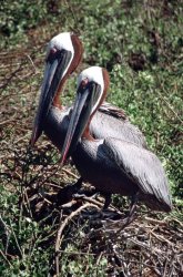 Brown pelicans, Rabida
