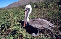 Brown pelican, Rabida