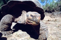 Giant tortoise, Santa Cruz