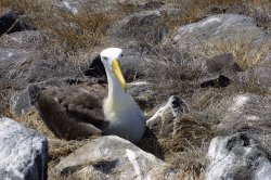 Waved albatros, Espanola
