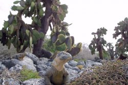 Land iguana, South Plaza