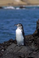 Galapagos Penguin, Bartolome