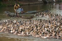 Herding ducks, Kunarakom