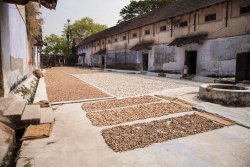 Drying ginger roots, Kochi