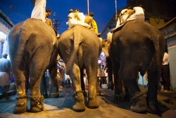 Elephant procession, Kochi