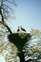 Stork nest, Visaginas