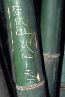 Bamboo grafiti
