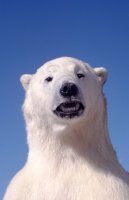 Polar bear (stuffed) Honningsvag