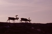 Reindeer, Hammerfest