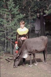 Sami girl with reindeer