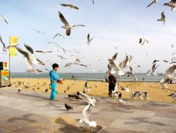 Seagulls - Haeundae Beach