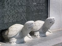 Tortoises - Mt Yongdu Park, Busan