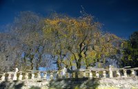 Reflected trees, Norbulinka
