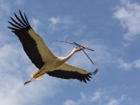 Nest-building Stork