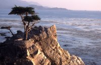Lone pine cypress, Monterey