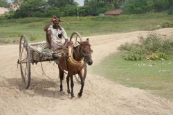 Horse & cart