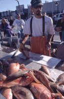 Red Snappers, Santa Cruz
